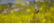 MANICANPARTY